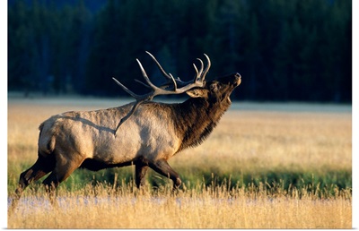 Wyoming, Yellowstone National Park, Elk Bull (Cervus Elaphus) Bugling In Rut