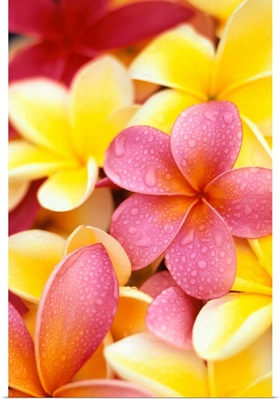 Yellow And Pink Plumeria Flowers, Water Drops On Petals