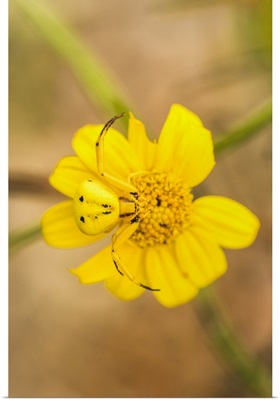 Yellow Crab Spider On A Yellow Flower In Cave Creek Canyon, Arizona, USA