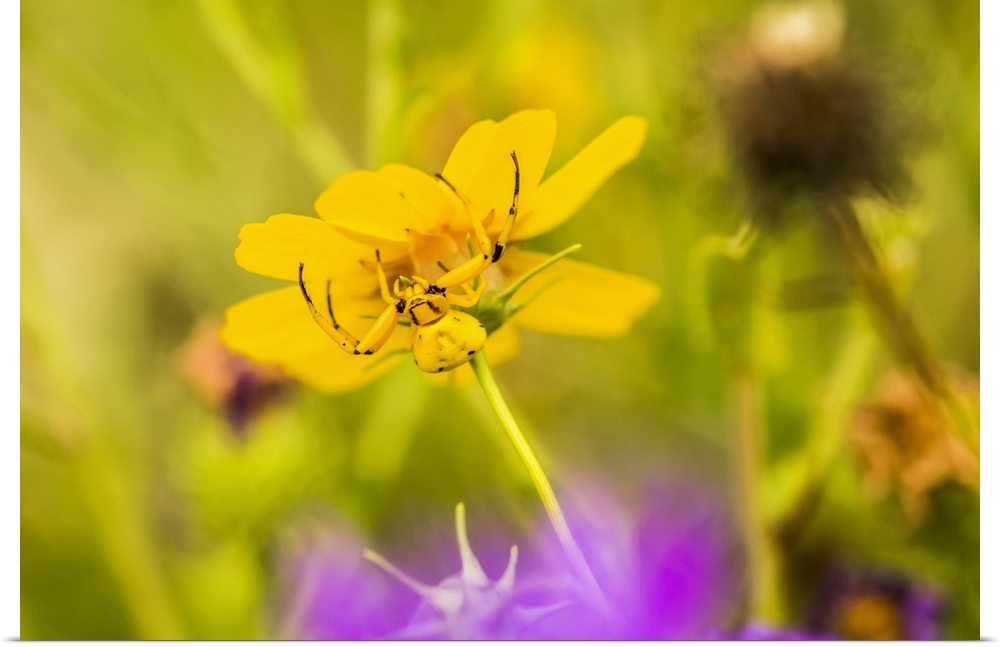 Yellow Crab Spider (Thomisus callidus) on a yellow flower in Cave Creek Canyon in the Chiricahua Mountains near Portal; Ar...