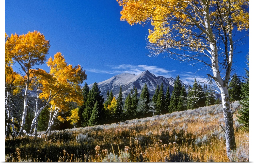 Vibrant yellow foliage on aspen trees and Electric Peak in the background, Gallatin Range in Yellowstone National Park, Mo...