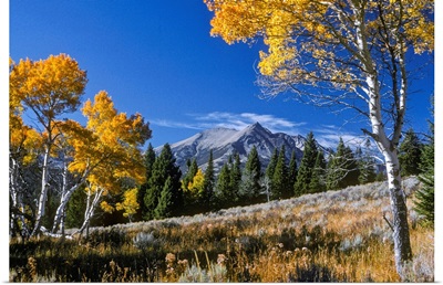 Yellow Foliage On Aspen Trees, Gallatin Range In Yellowstone National Park, Montana