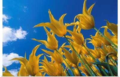Yellow Tulips against blue sky Skagit Valley Washington summer portrait