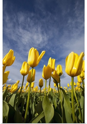 Yellow Tulips In A Field, Woodburn, Oregon