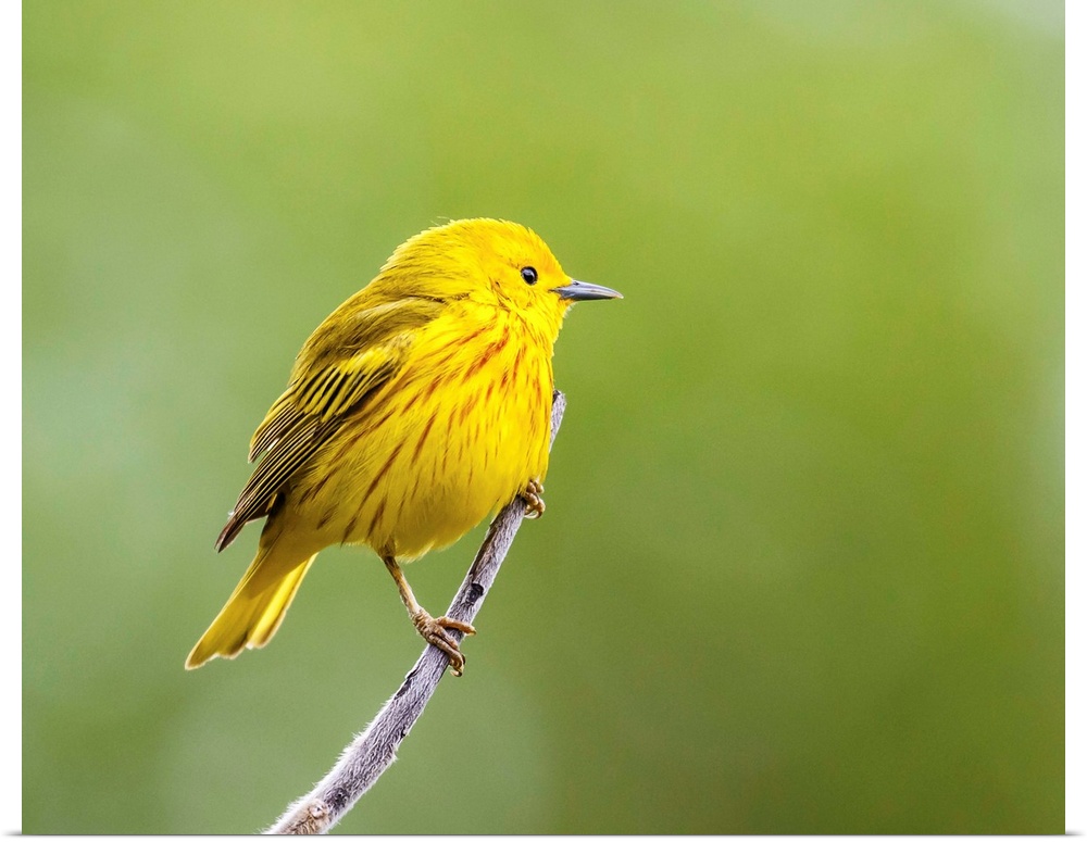 Yellow warbler (Setophaga petechia) perched during spring time; Chateauguay, Quebec, Canada