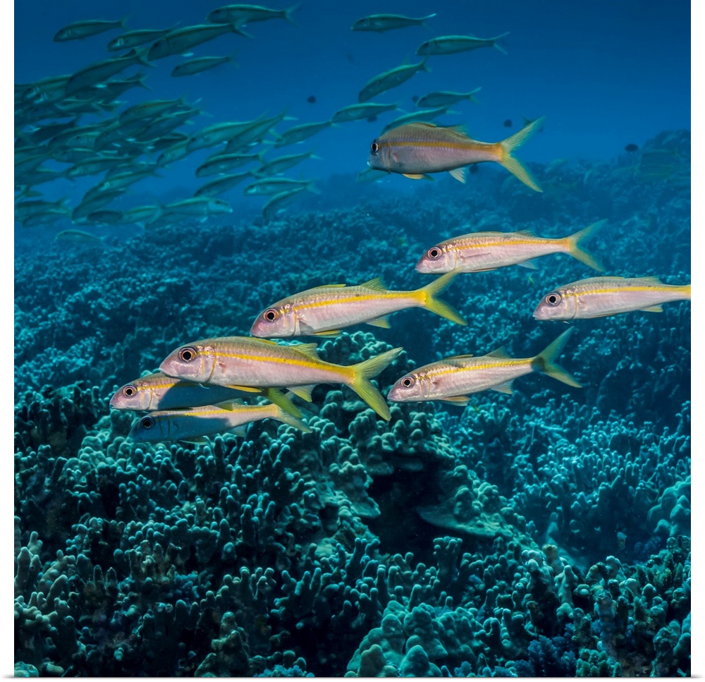 Yellowfin Goatfish (Mulloidichthys vanicolensis) schooled off the Kona coast, Kona, Island of Hawaii, Hawaii, United State...