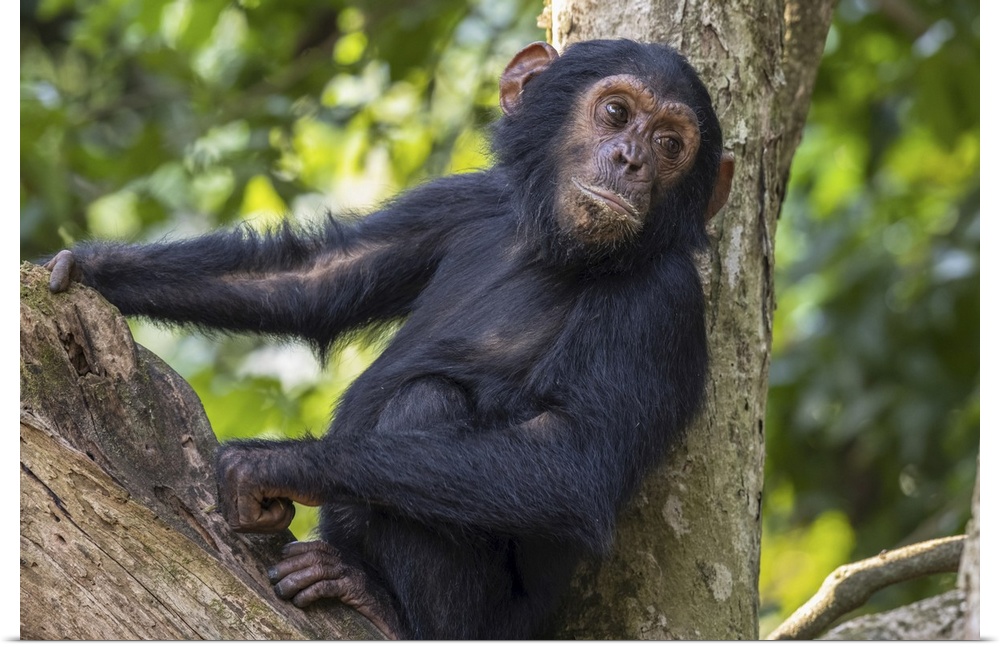 Young chimpanzee (pan troglodytes) resting in a tree in Mahale mountains national park on the shore of lake Tanganika, Tan...