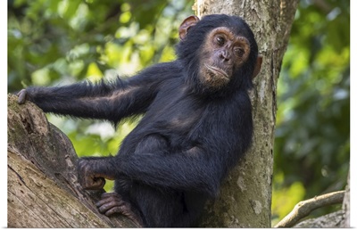 Young Chimpanzee Resting, Mahale Mountains National Park, Lake Tanganika, Tanzania