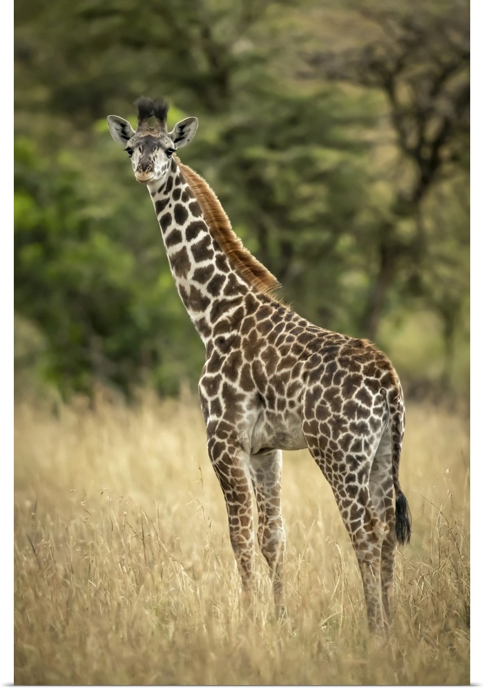 Young Masai giraffe (giraffa camelopardalis tippelskirchii) stands in long grass by trees, Serengeti national park, Tanzania.