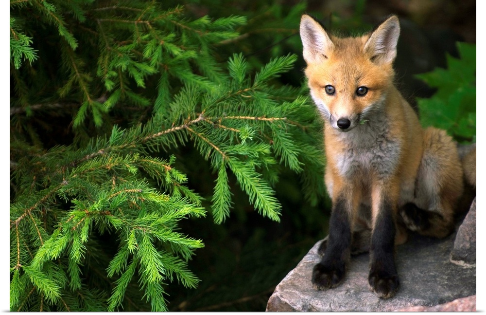 Young Red Fox On A Rock With Evergreen In Background, Ontario, Canada