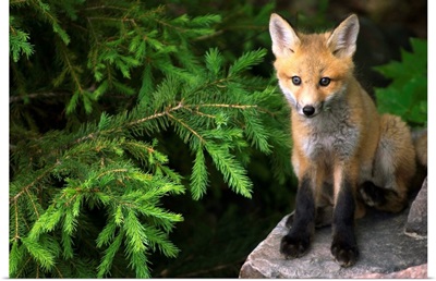 Young Red Fox On A Rock With Evergreen In Background, Ontario, Canada