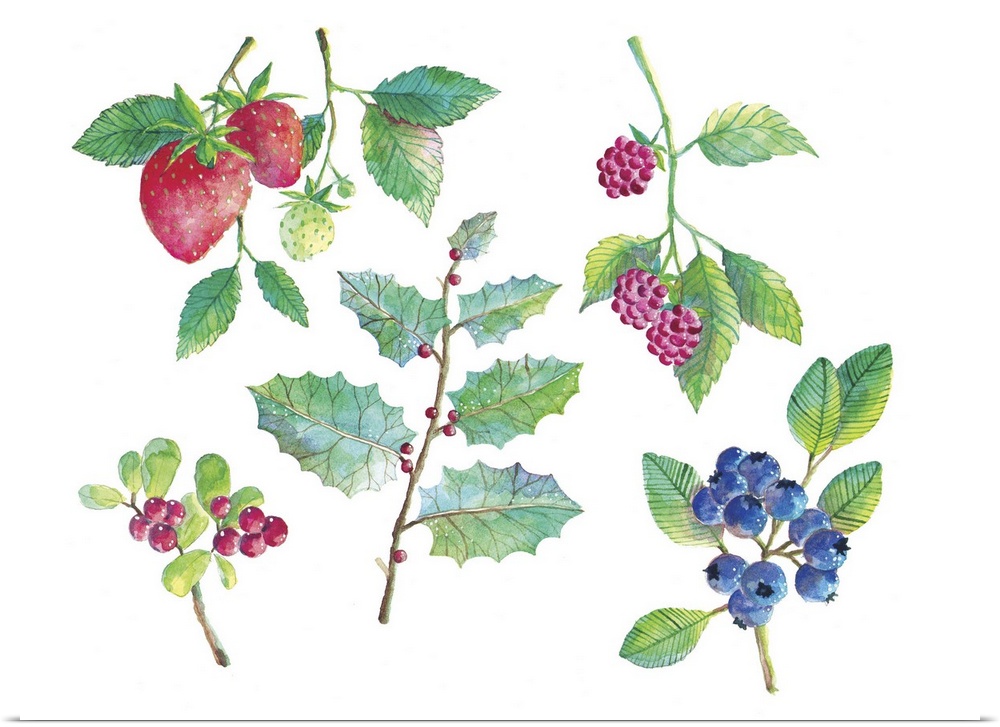 Contemporary painting of a collection of wild berries, including strawberries, blueberries, and holly.