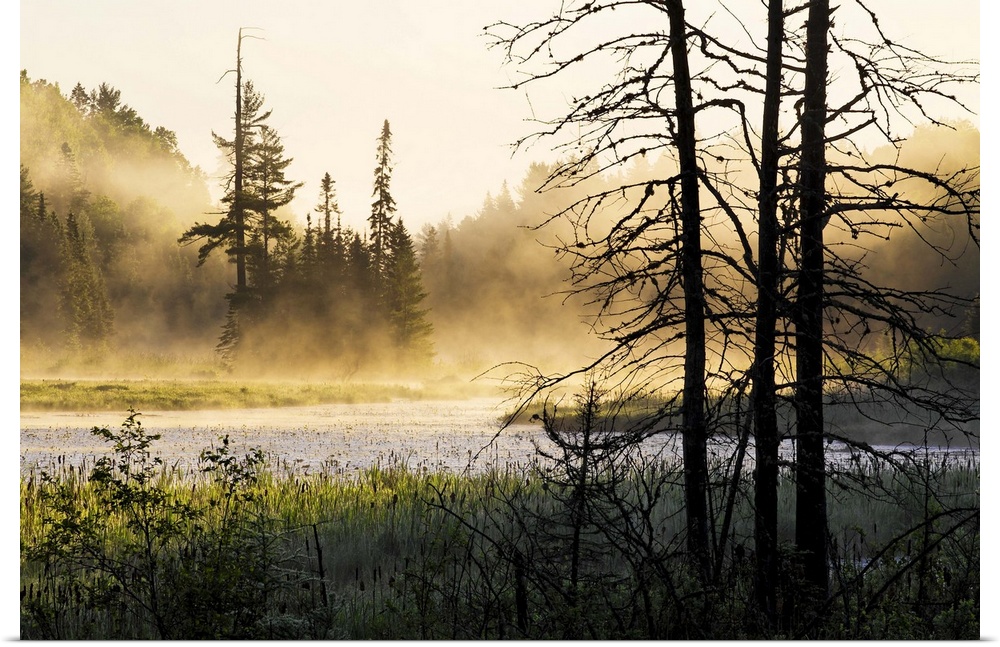 Big photo on canvas of a forest landscape covered in fog and bathed in various places with warm sunlight.