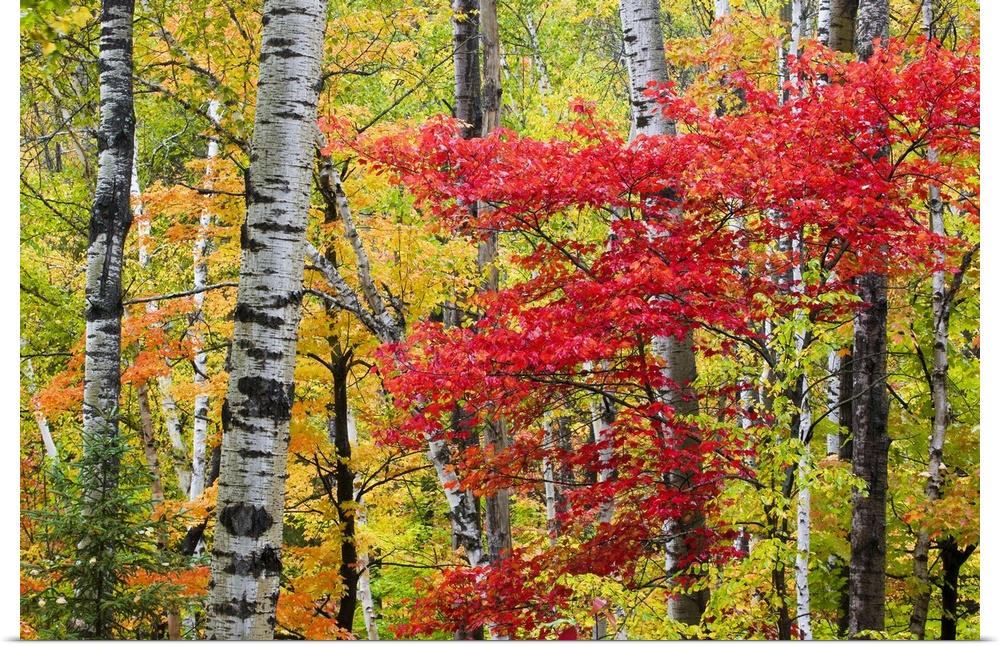 Colorful fall photo of birch trees and other small trees in the forest.