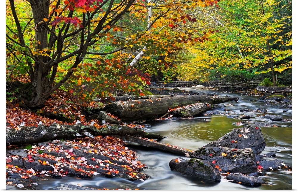 Big canvas print of a forest with fall foliage surrounding a riving that is running over rocks and logs.