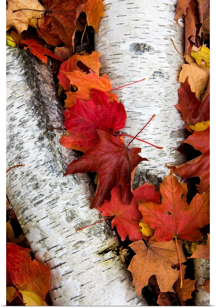 Vertical panoramic photograph of long narrow tree bark on ground surrounded by fall leaves.