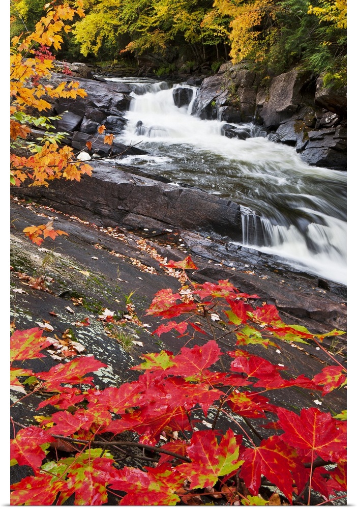 Tall canvas photo of water rushing down a rocky river surrounded by fall foliage.