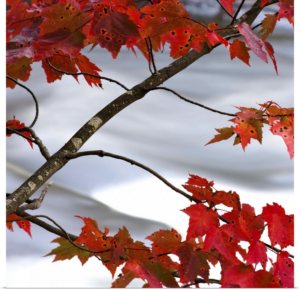 Bright red maple leaves hanging over a rushing river.