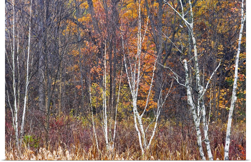 Bare trees during the autumn are photographed in tall grass with fall colors behind them.