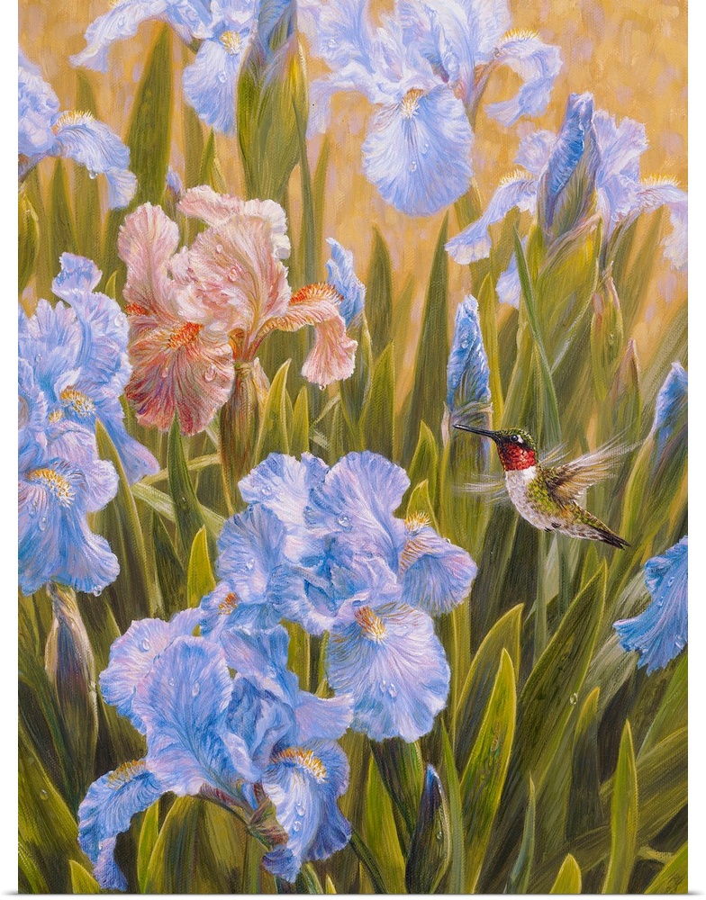 A Summers Dream - Hummingbird And Irises