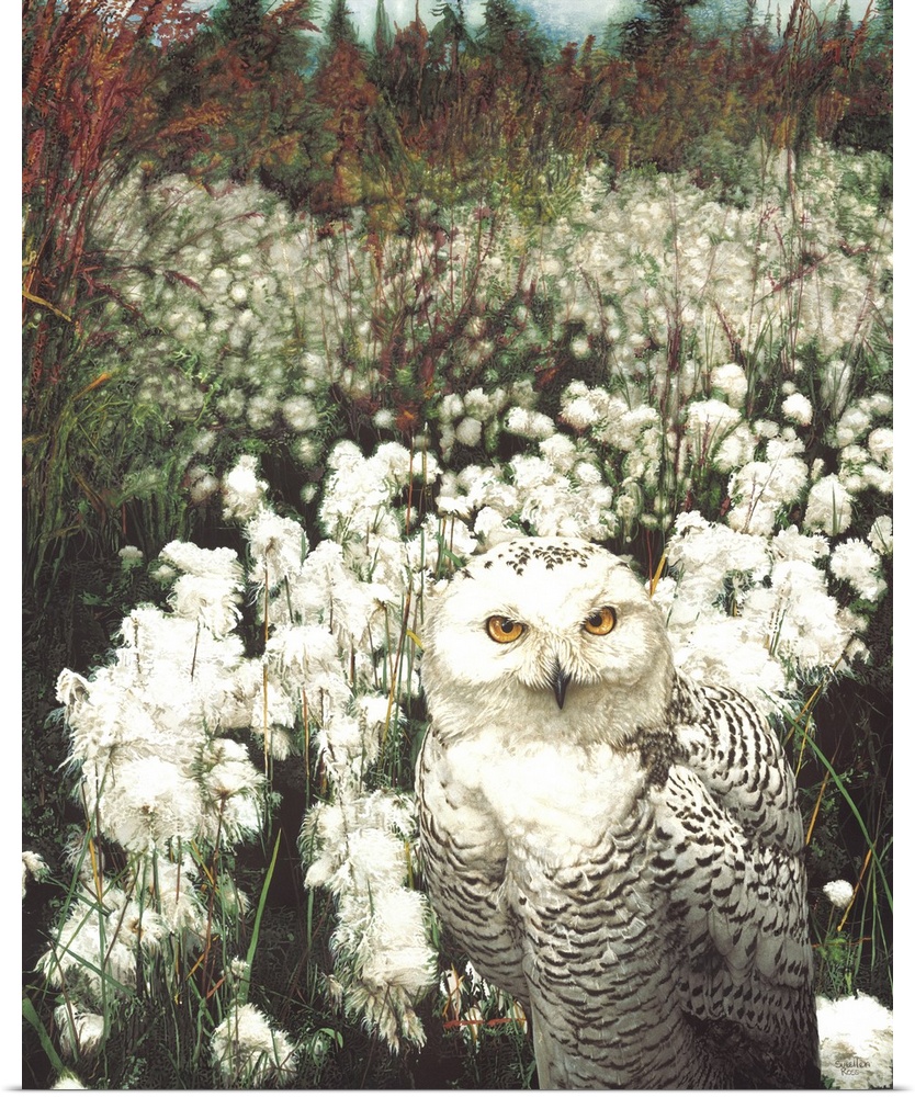 A large snowy owl in a cotton field.