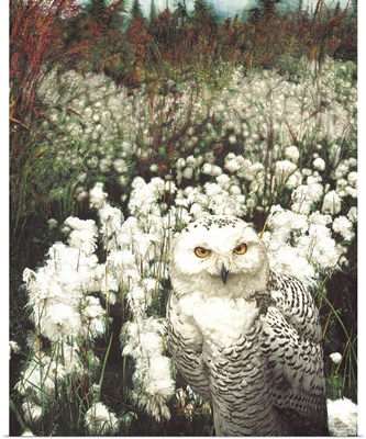 Alaskan Cotton - Snowy Owl