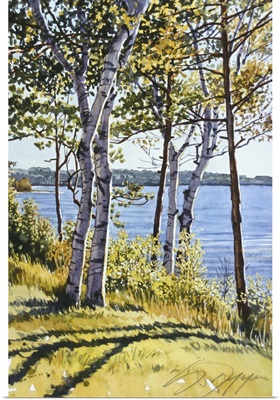 Birch Trees on the Bay