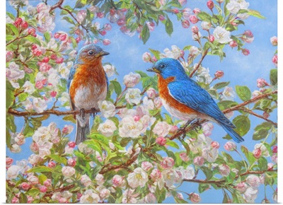 Blossom Festival - Eastern Bluebirds