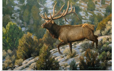 Brush Country Elk
