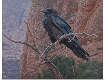 Canyon Raven