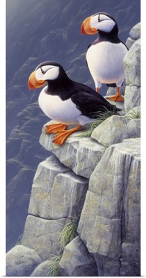 Cliff Dwellers - Puffins