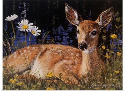 Fawn In Daisies