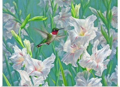 Garden Dance - Hummingbird And Gladiola V