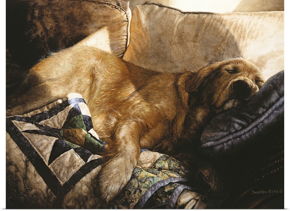 A golden Labrador sleeping on a couch with streaks of sunlight coming in the room.