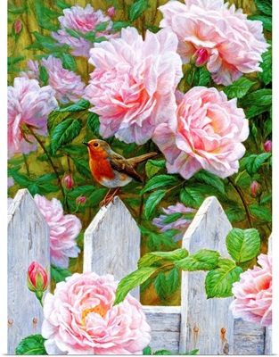 Morning In Provence - European Robin And Roses
