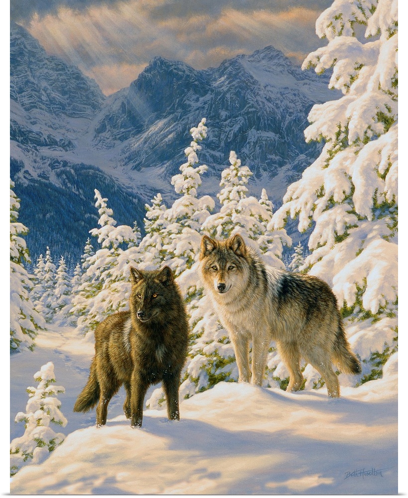Mountain Majesty - Wolves
