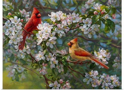 Orchard Romance - Cardinals