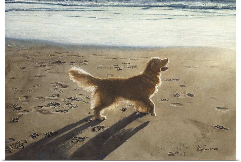 A horizontal image of a yellow lab walking in the sand along the beach.