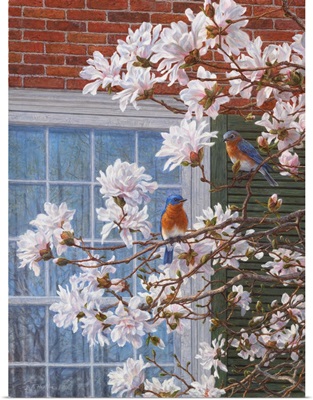 Southern Charm - Eastern Bluebirds And Magnolias