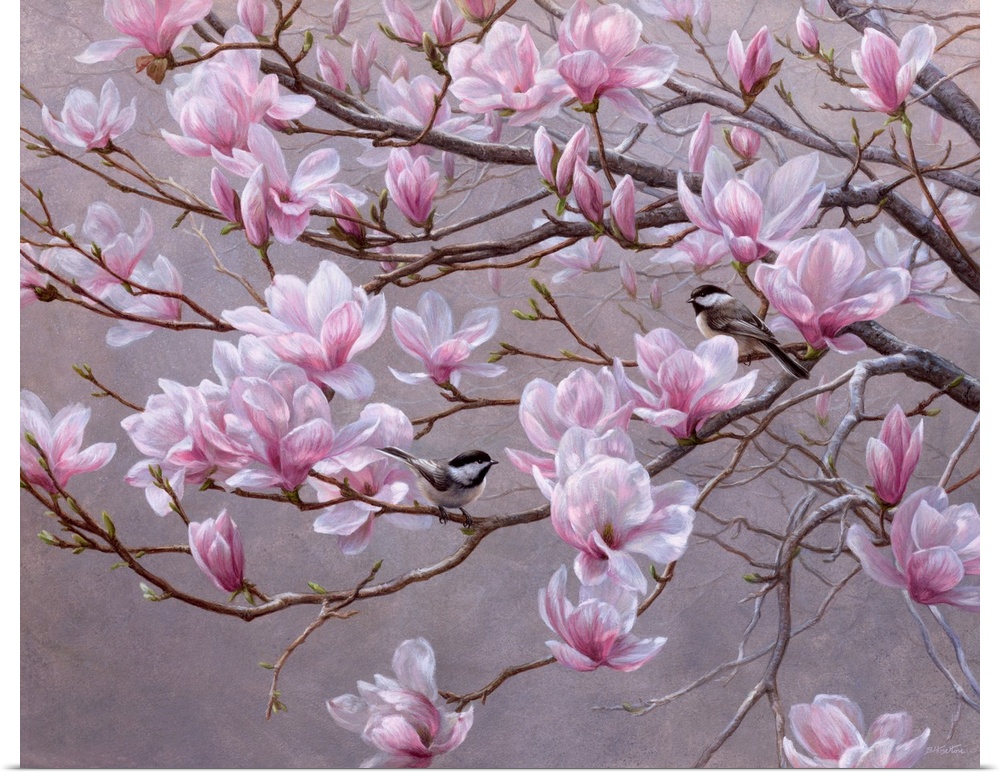A pretty, traditional painting of magnolia (magnolia soulangeana) blossoms in full bloom  with two small birds perched amo...
