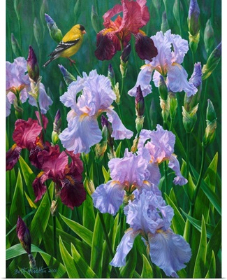 Spring Glory - American Goldfinch And Irises