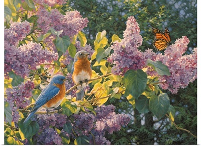 Spring Interlude - Eastern Bluebird