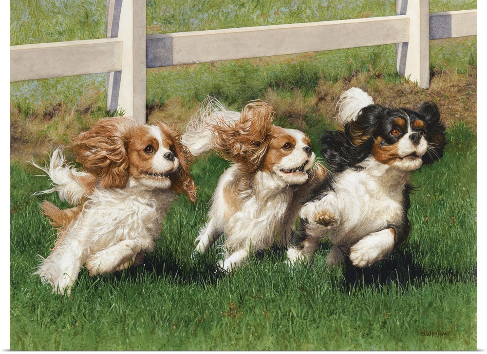 A charming image of three cocker spaniels running together in a field.