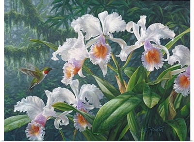 The Canadian Ambassador - Ruby Throated Hummingbird And Cattleya Orchids