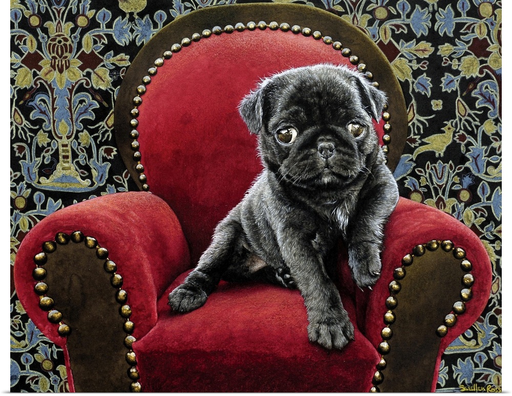 Image of a black pug puppy sitting on a red velvet chair.