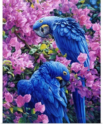 Tropical Fiesta - Hyacinth Macaws And Bougainvillea