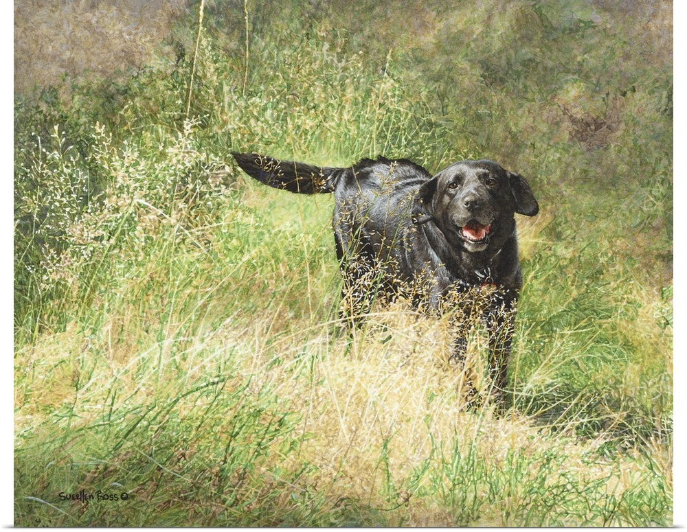 A lively black lab playing in a field.