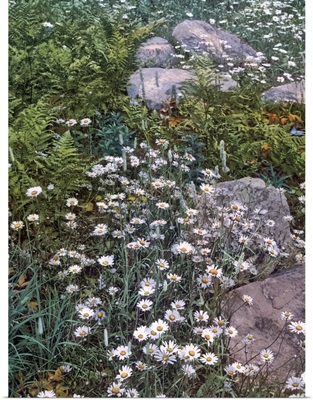 Adirondack Mountain Wild Flowers