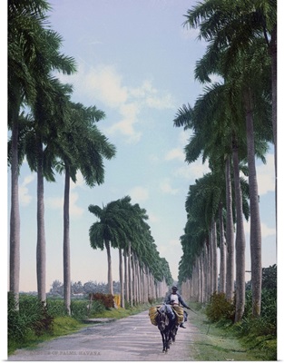 Avenue of Palms Havana