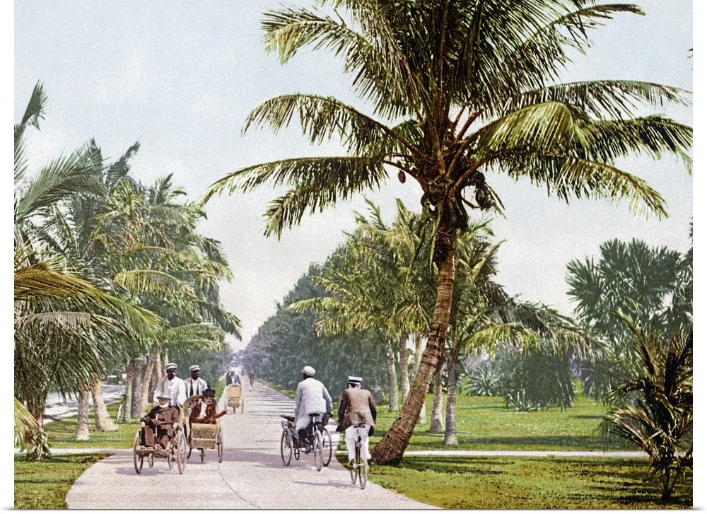 Vintage photograph taken as people bicycle down a walking path that is lined with short palm trees.
